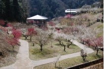 ◎WEB予約でリボンポイント3ポイント◎【岡崎発】*日帰り昼食付*『月ヶ瀬梅渓梅まつり&伊賀上野城下町お菓子街道食べ歩き旅』2